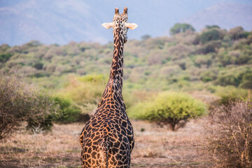 Giraffe head close up in Masai Mara National Reserve, Kenya