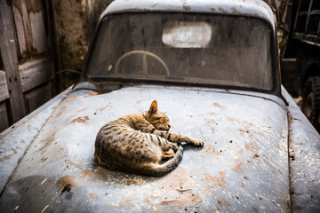 Cute tabby cat sleeping on the old vintage car hood. Old rusty car and a cat resting on a car hood.