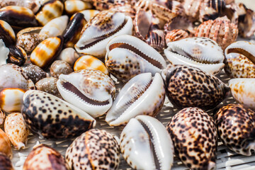 Close-up of shiny sea shells background