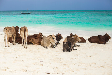 Turquoise water on Zanzibar beach, Nungwi, Tanzania. Group of cows resting on the sand, Zanzibar