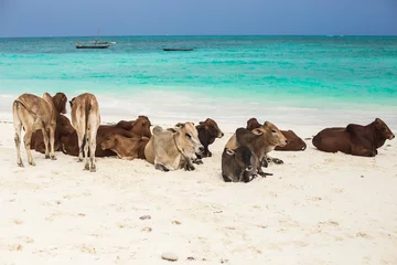 Foto auf gebürstetem Alu-Dibond Nungwi Strand, Tansania Turquoise water on Zanzibar beach, Nungwi, Tanzania. Group of cows resting on the sand, Zanzibar