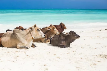 Crédence de cuisine en verre imprimé Plage de Nungwi, Tanzanie Turquoise water on Zanzibar beach, Nungwi, Tanzania. Group of cows resting on the sand, Zanzibar