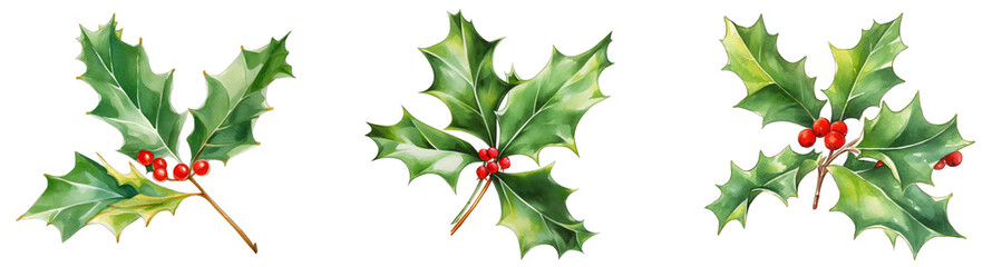 Holly berry leaves Christmas watercolor ser on a transparent background Png V1 - obrazy, fototapety, plakaty