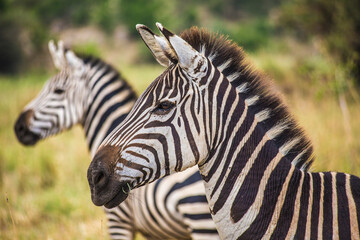 Fototapeta na wymiar Two zebra's heads on after another at Serengeti National Park, Tanzania.
