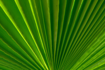 palm leaf as a background for photos 1