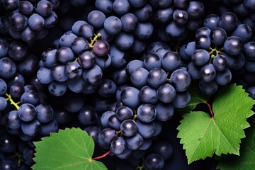 Fototapeta premium Flat lay background of vines, lots of organic blue dark grapes.