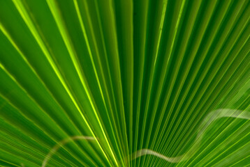palm leaf as a background for photos