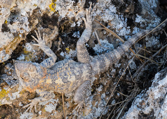 Mediterranean rock agama lizard sunbathing in Turkey, close to Pamukkale
