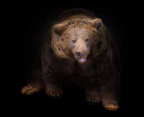 oso pardo marrón sentado con cara sonriente sobre fono negro - obrazy, fototapety, plakaty