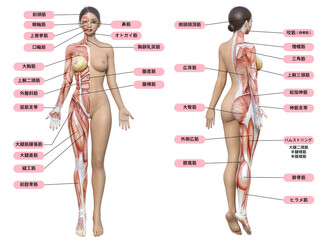 女性の全身正面の筋肉の解剖図と名称の図解イラスト - obrazy, fototapety, plakaty