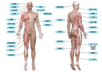 男性の全身正面の筋肉の解剖図と名称の図解イラスト
 - obrazy, fototapety, plakaty