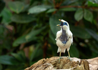Bali Mynah (Leucopsar rothschildi) Outdoors