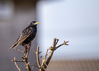 European Starling (Sturnus vulgaris) Outdoors