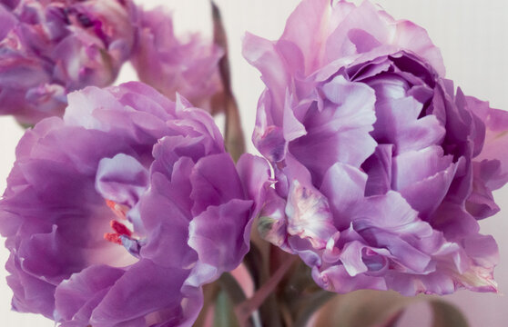 Peony purple tulips on a light background. Tender buds of spring flowers shot close-up.
