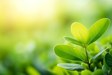 Nature of green leaf in a garden in summer under sunlight. Spring background.