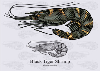 Black Tiger Shrimp. Vector illustration with refined details and optimized stroke that allows the image to be used in small sizes (in packaging design, decoration, educational graphics, etc.)