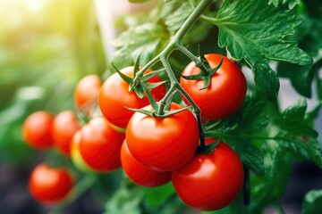 Fresh bunch of red natural tomatoes on a branch in vegetable garden.