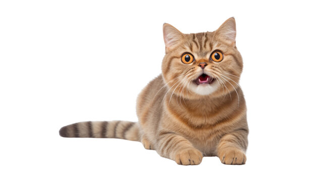 cat isolated on transparent background cutout