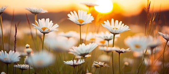 The landscape of white daisy blooms in a field with the focus.