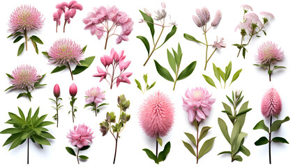 Beautiful Chinese flowers and nature elements, set of various types of Sweet chestnut and Evergreen candytuft, Common sainfoin, isolated on white background 