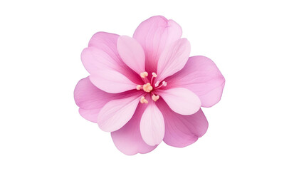 pink flower isolated on transparent background cutout