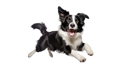 Fototapeta premium black white border collie dog isolated on transparent background cutout