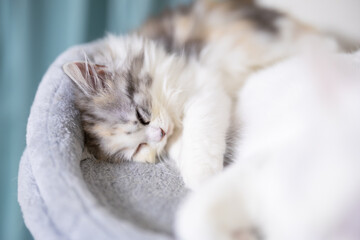 白猫と寝るスコティッシュフォールドの仔猫