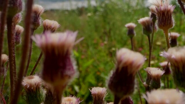 closeup view of flowers and wild grass in meadow in summertime, nature of beautiful summer lawn