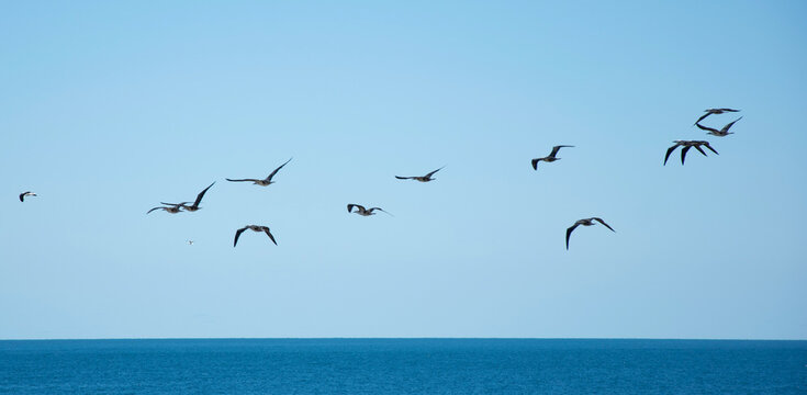group of birds flying in the sea