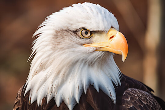 Bald eagle. American symbol eagle in wild. Predator bird bald eagle. Proud and majestic eagle in nature.