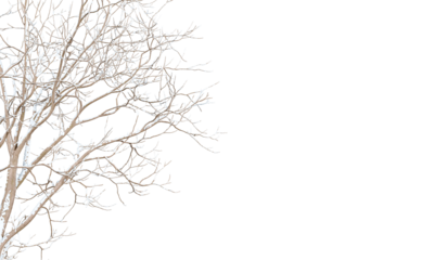 Isolated branches of a snow tree on white background	
