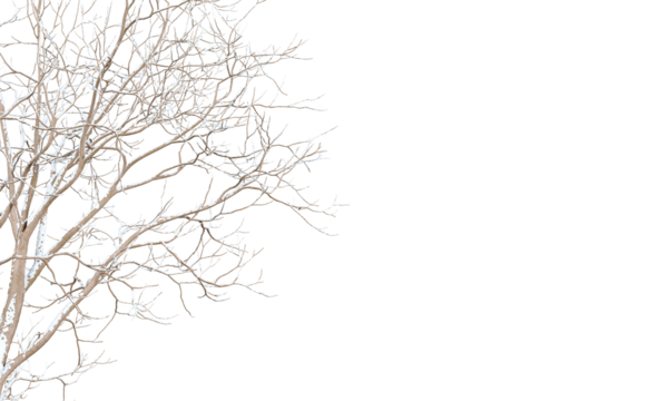 Isolated branches of a snow tree on white background	
