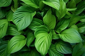 A plant with lots of large green leaves.