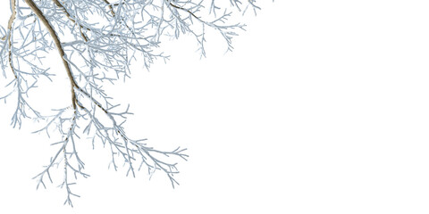 Snow tree branch isolated on white background	
 - obrazy, fototapety, plakaty