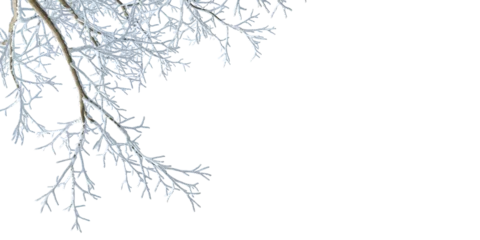 Gardinen Snow tree branch isolated on white background   © Buffstock