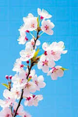 Cherry Blossom Against Clear Blue Sky.