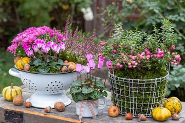 Garten-Arrangement mit pink Herbstblumen, Pflanzen und Kürbissen