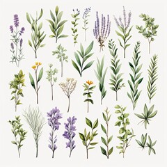 Collection of watercolor herbs clipart on white background.