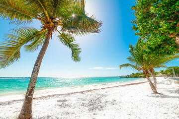 Raisins Clairs beach under a shining sun in Guadeloupe