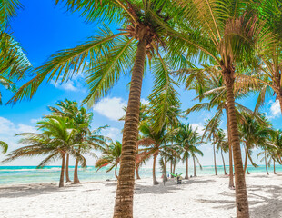 Several palm trees in Bois Jolan beach in Guadeloupe