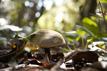 Boletus growing in the forest with beautiful natural light in the background.
