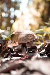 Boletus growing in the autumn forest with beautiful natural light in the background.
