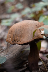 Brown boletus growing in the autumn forest. 
