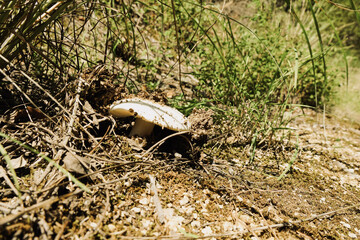 White boletus coming out of the ground to the outside.
