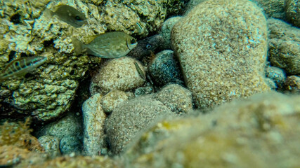 Moray eel hidden behind rocks with grouper fish swiming around in the Turkish coast of Datça