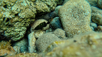 Moray eel hidden behind rocks with grouper fish swiming around in the Turkish coast of Datça