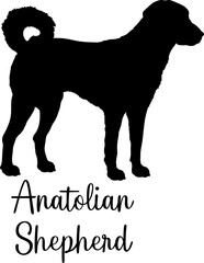 Anatolian Shepherd Dog silhouette Dog breed vector