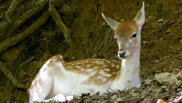 Young female European fallow deer (Dama Dama), looking at you. Female fallow deer resting in a wildlife reserve, in the Pyrenees of Catalonia, Spain.