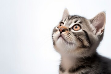 Playful funny kitten looking up isolated on a white background.