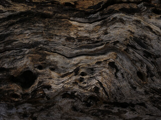 Dry tree texture. Tree bark background texture